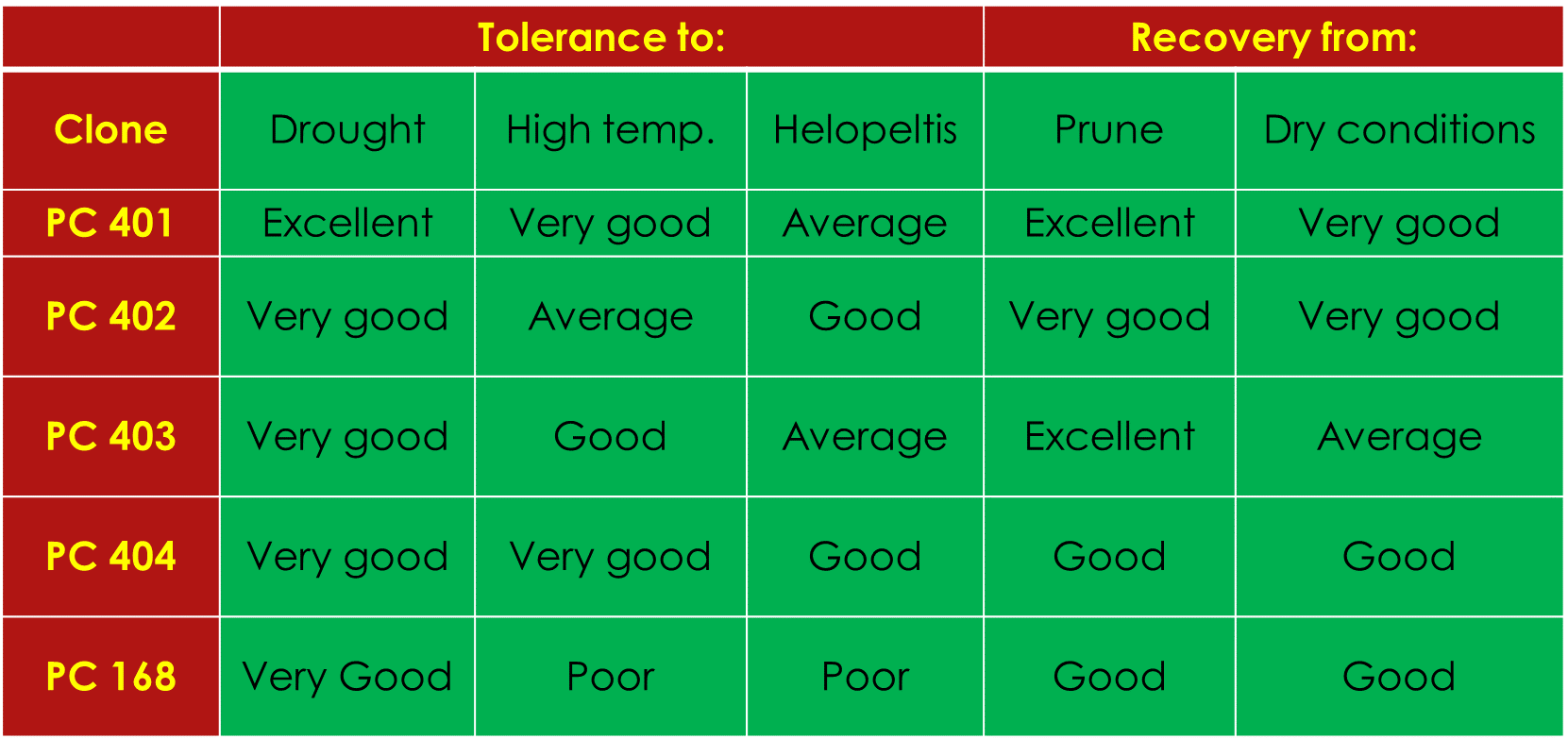 Response of new tea clones to various stress conditions Image